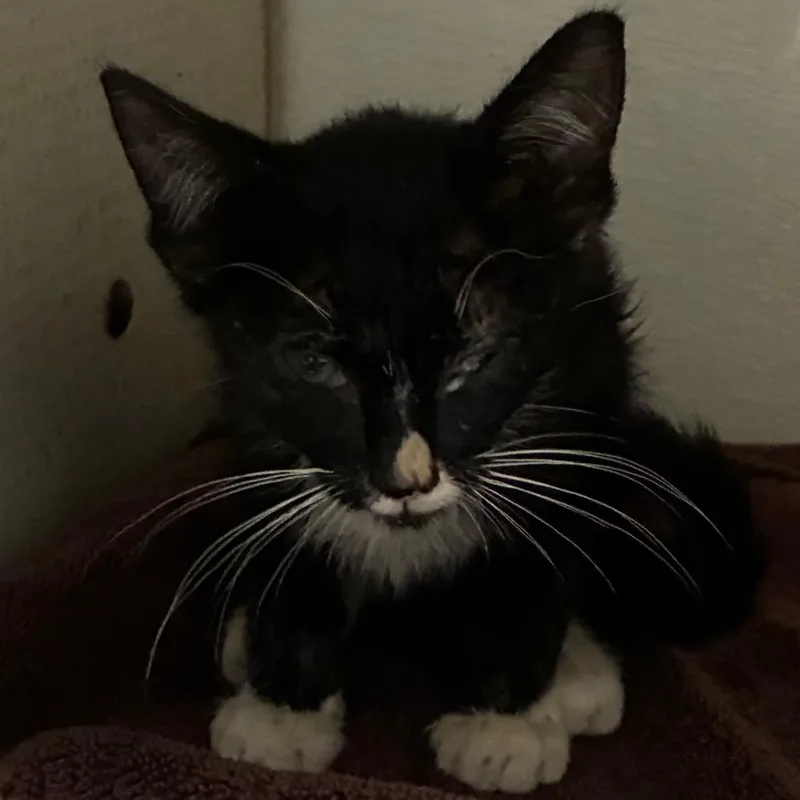 A baby small-sized female Black Domestic Short Hair cat named Phoebe for adoption in Yuma, AZ