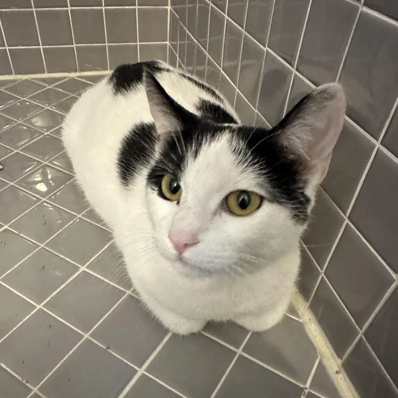 Peekaboo thumbnail 2