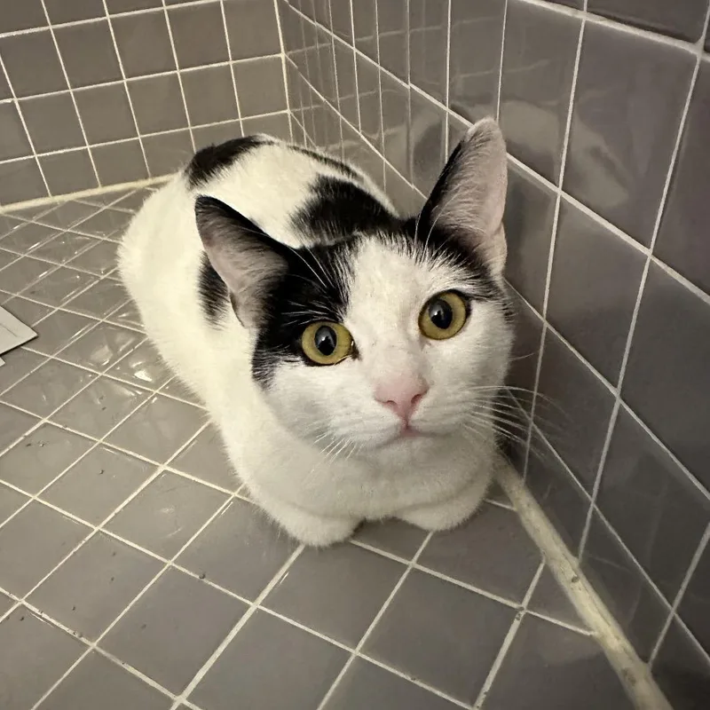 Peekaboo thumbnail 3