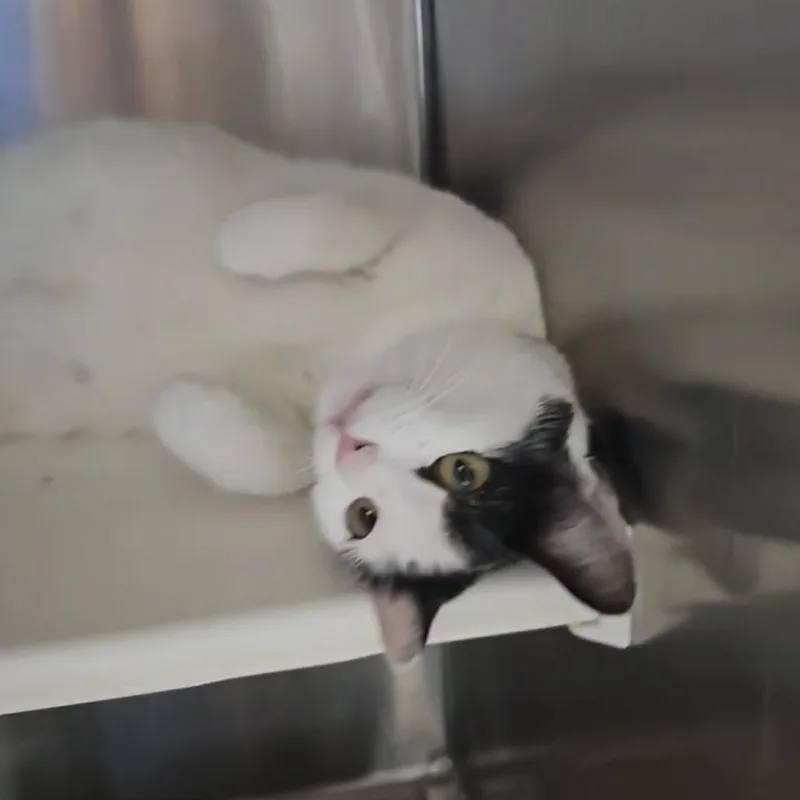 Peekaboo thumbnail 4