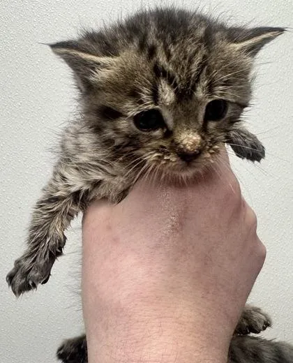 A baby small-sized male Domestic Short Hair cat named Peter for adoption in West Chester, PA