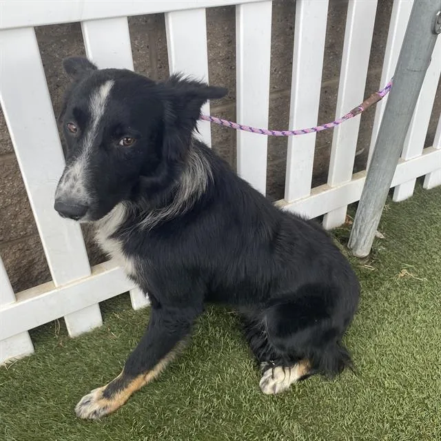 A young large-sized male Border Collie dog named A for adoption in Modesto, CA