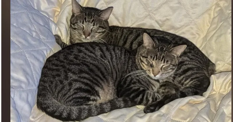 A young medium-sized male Domestic Short Hair cat named Clover Dg for adoption in O'Fallon, MO