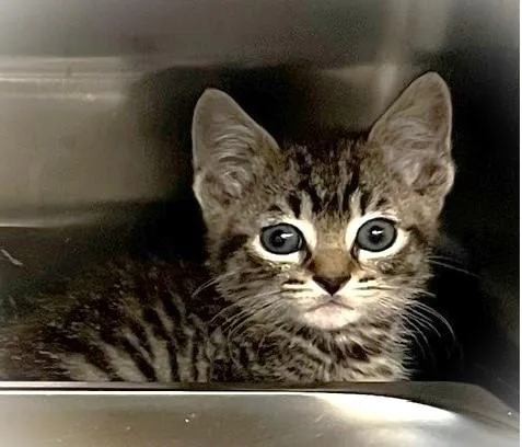 A baby small-sized male Domestic Short Hair cat named Max for adoption in Houston, TX