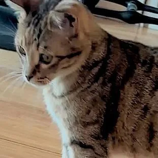 Sweet Caroline thumbnail 2