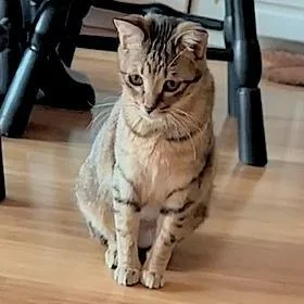 Sweet Caroline thumbnail 3