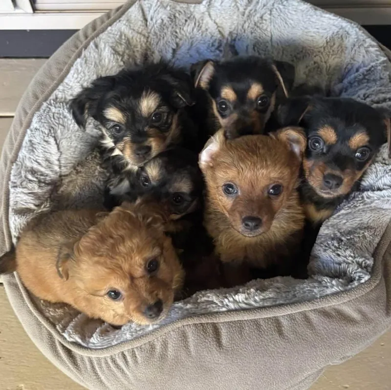 Bad Bunny thumbnail 2