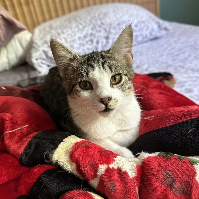 A baby small-sized female Domestic Short Hair cat named Blueberry for adoption in Los Angeles, CA