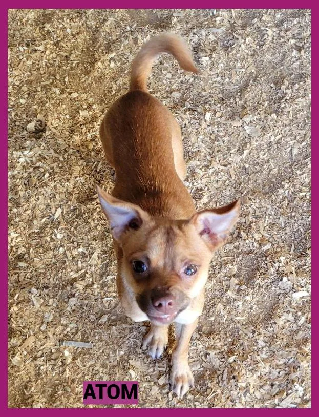 An adult small-sized male Chihuahua dog named Atom for adoption in Granbury, TX