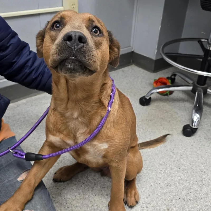 An adult medium-sized female Yellow / Tan / Blond / Fawn Mixed Breed dog named Goldie for adoption in Fort Bragg, CA