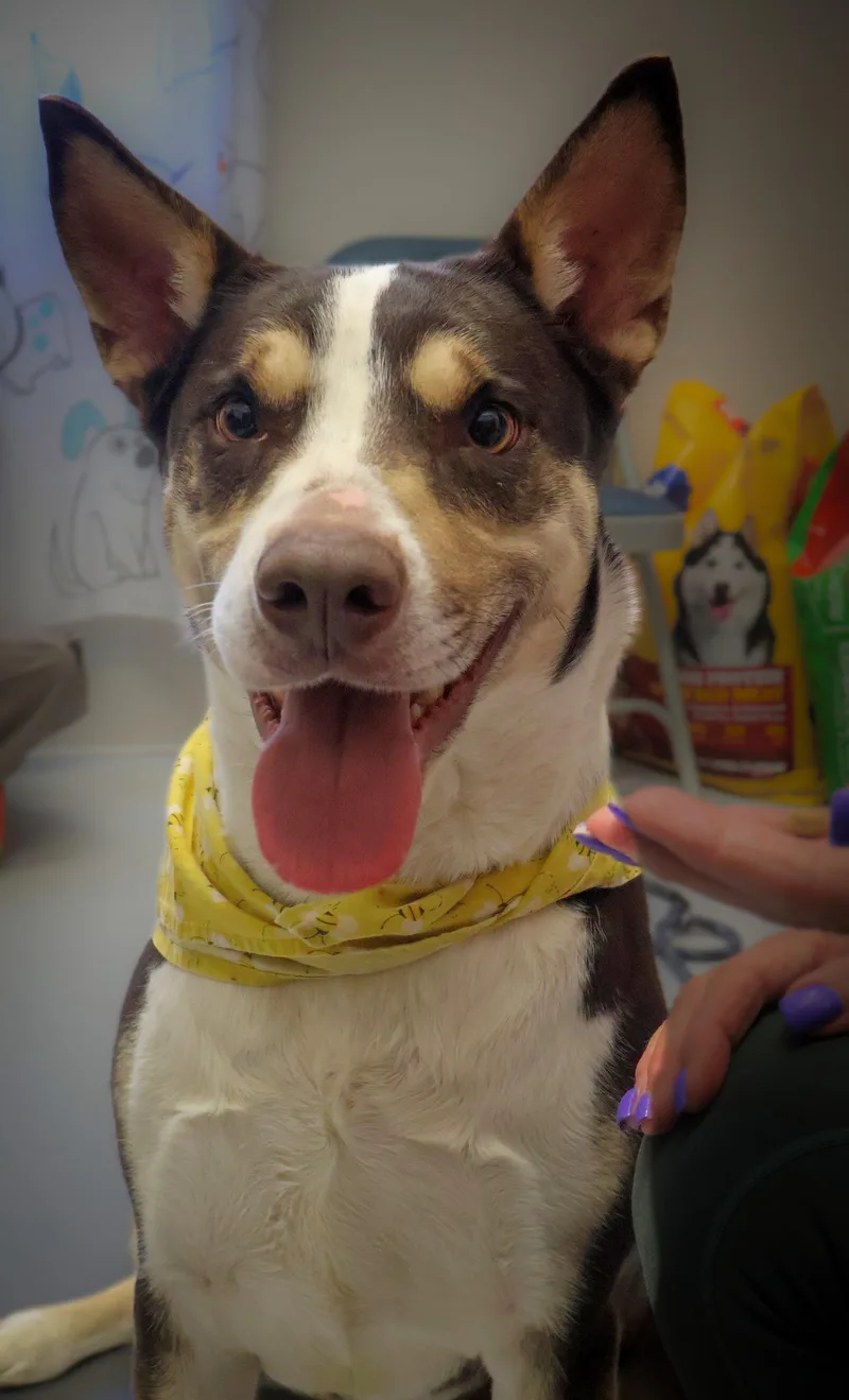 An adult large-sized female Tricolor (Brown, Black, & White) Smooth Collie dog named Katie for adoption in Mount Gilead, OH