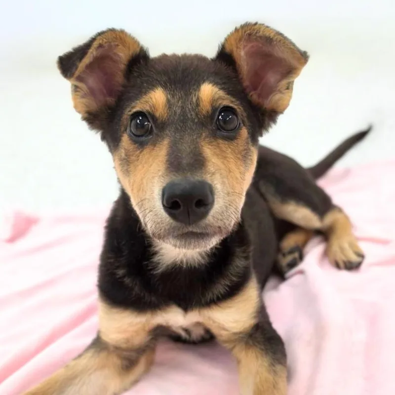 A baby medium-sized female Bicolor Cattle Dog dog named Mojave for adoption in Scottsdale, AZ