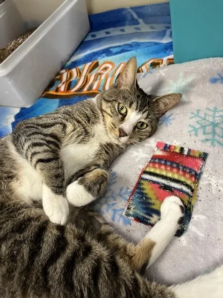 An adult small-sized male Domestic Short Hair cat named Theo for adoption in Stratham, NH