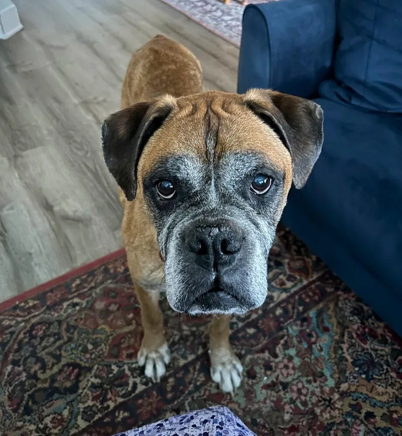 A senior large-sized male Boxer dog named Sarge IV  ABR for adoption in Hewitt, TX