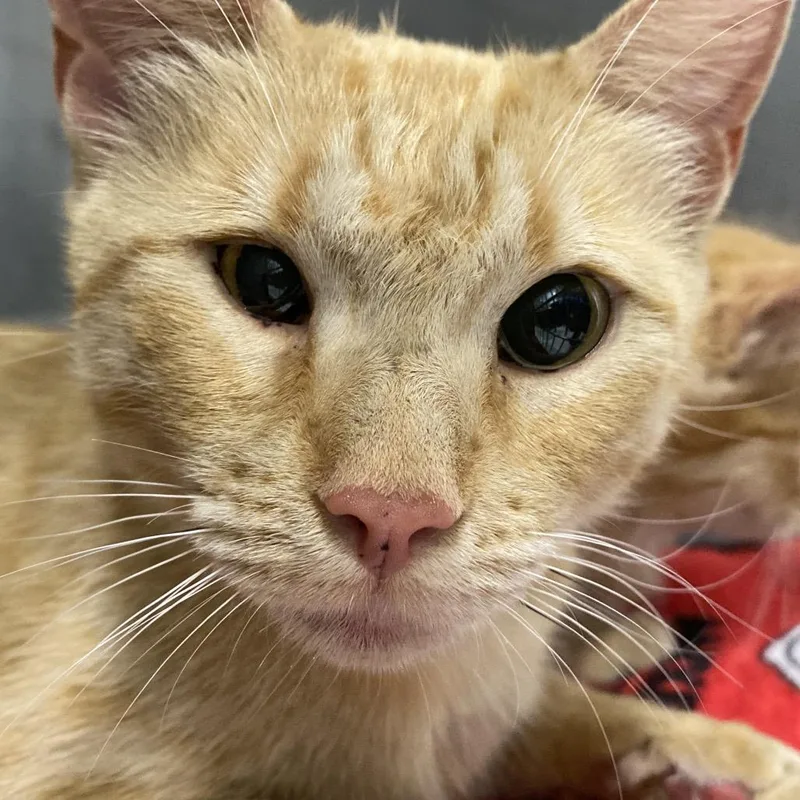 A young medium-sized female American Shorthair cat named Chai for adoption in Mount Shasta, CA