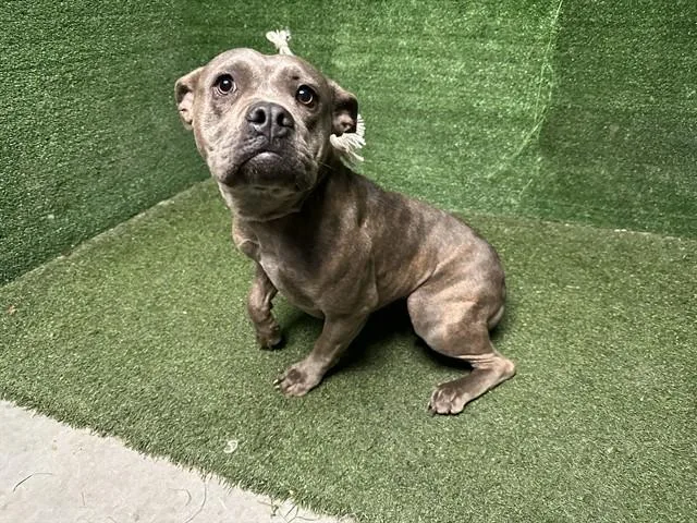 A young large-sized female Pit Bull Terrier dog named Beverly for adoption in Lancaster, CA
