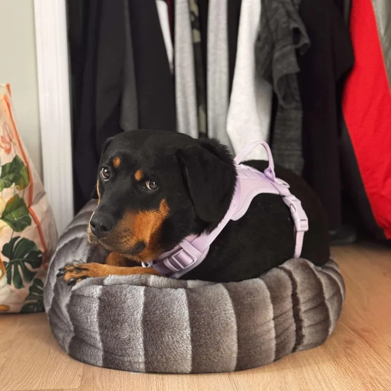An adult large-sized female Black Rottweiler dog named Tessa for adoption in Long Island City, NY