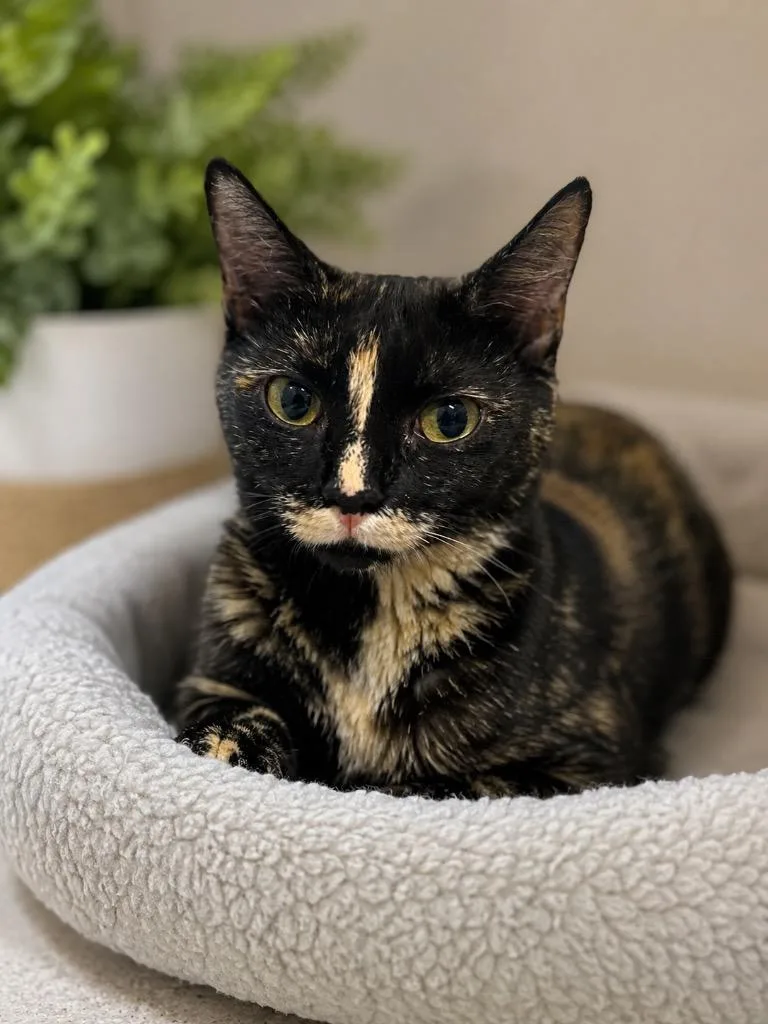 A young small-sized female Domestic Short Hair cat named Mama Seta for adoption in East Ridge, TN