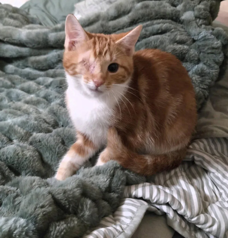 A baby small-sized male Orange & White Domestic Medium Hair cat named Chuck And Charlieo for adoption in Fairmont, WV