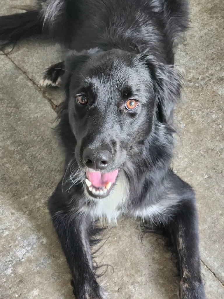 A young medium-sized female Black Border Collie dog named Bailey for adoption in House Springs, MO