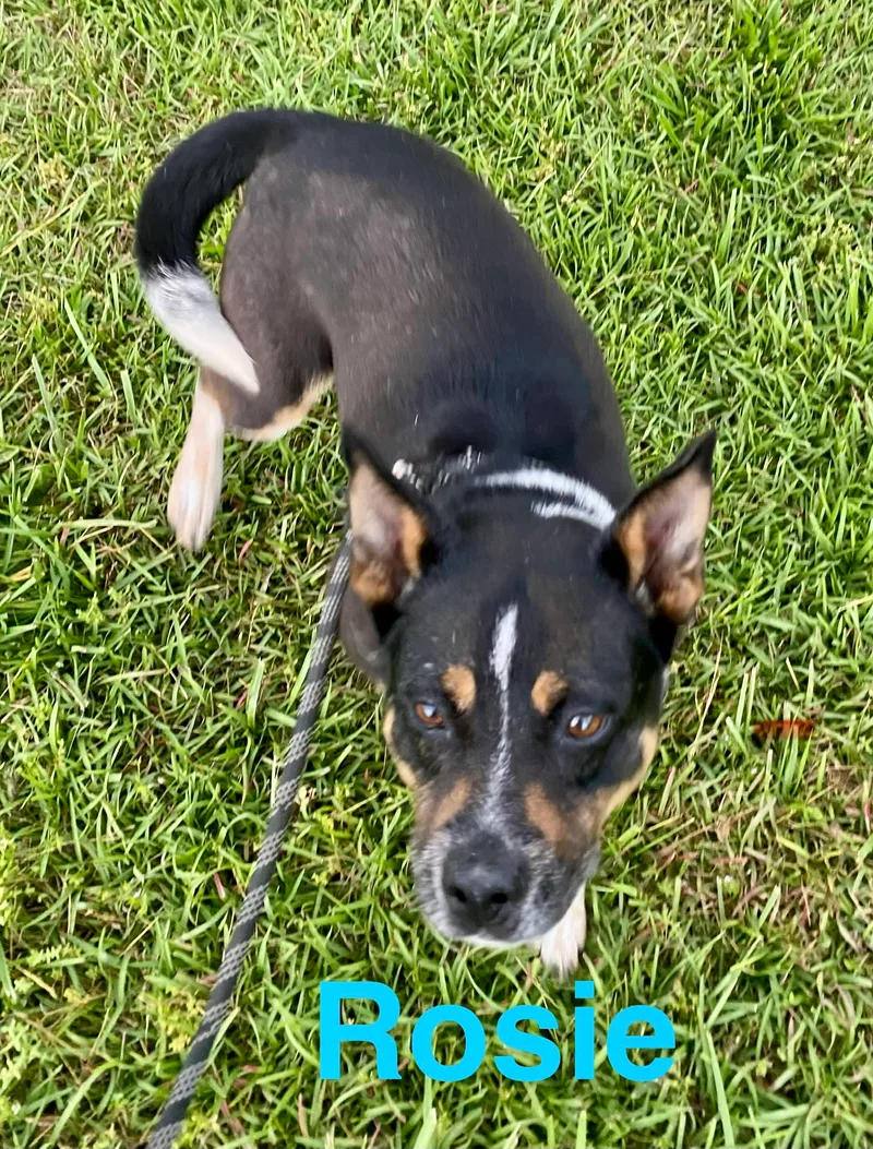 Rosie