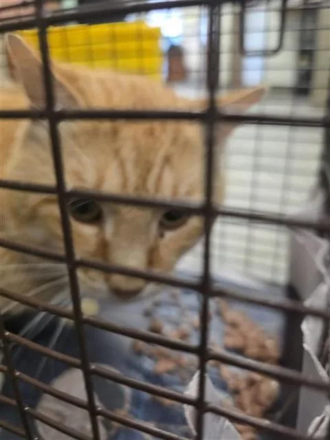 An adult small-sized male Domestic Short Hair cat named Hondo for adoption in San Antonio, TX