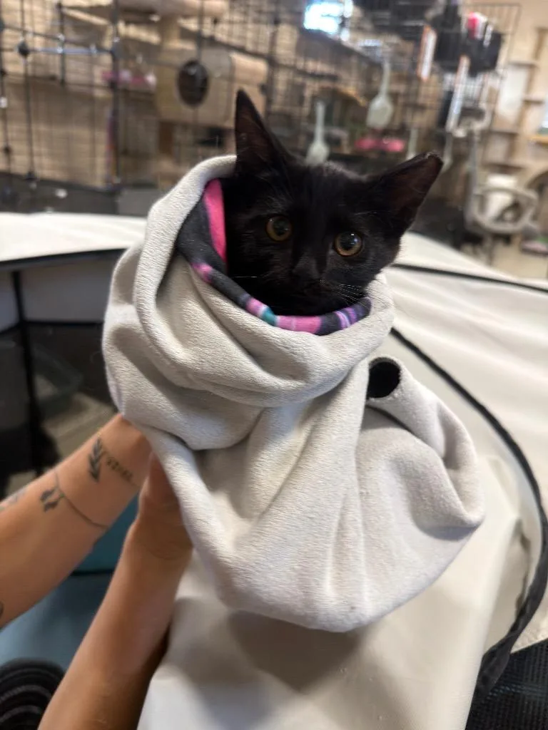 A baby small-sized male Domestic Short Hair cat named Licorice for adoption in La Verkin, UT