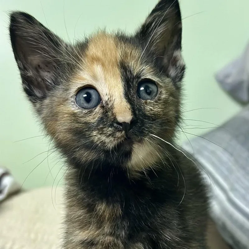 A baby small-sized female Domestic Short Hair cat named Laten for adoption in Columbiana, AL