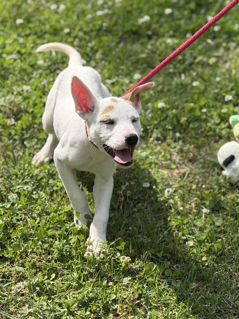 A baby small-sized female Terrier dog named Penne for adoption in Locust Fork, AL