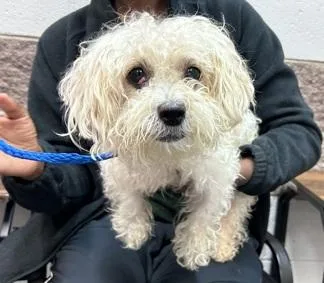 An adult small-sized female White / Cream Poodle dog named Mya for adoption in Warren, NJ