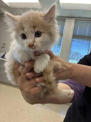 A young small-sized male Domestic Long Hair cat named Burt for adoption in Lafayette, IN