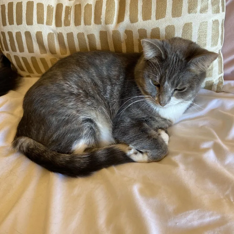 An adult small-sized female Gray / Blue / Silver Domestic Short Hair cat named Madison Bonded to for adoption in Middleton, WI