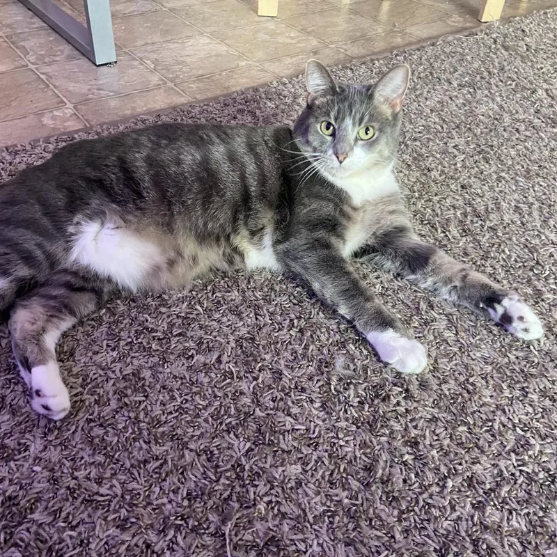 Madison  Bonded to thumbnail 2