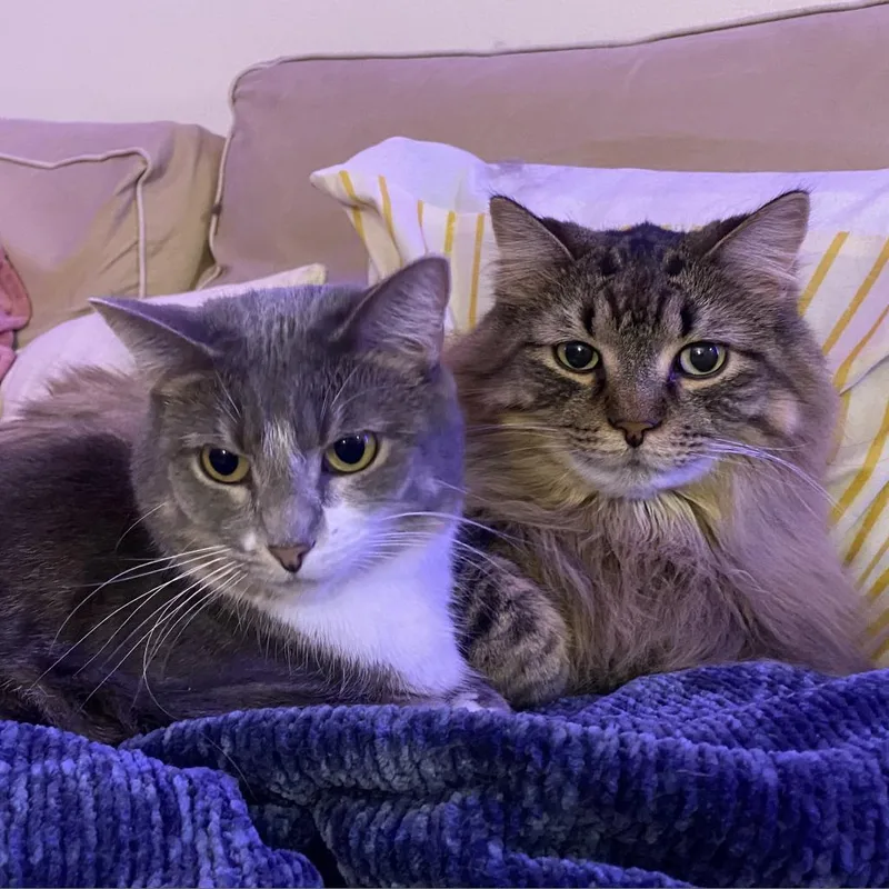 Madison  Bonded to thumbnail 3