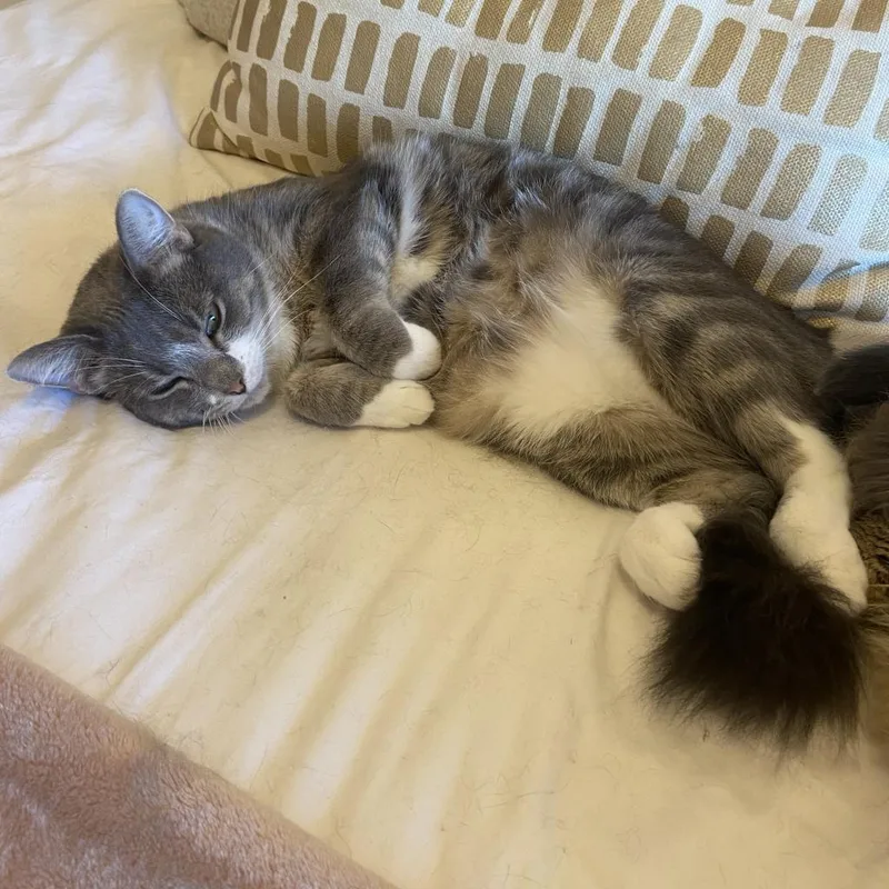 Madison  Bonded to thumbnail 6