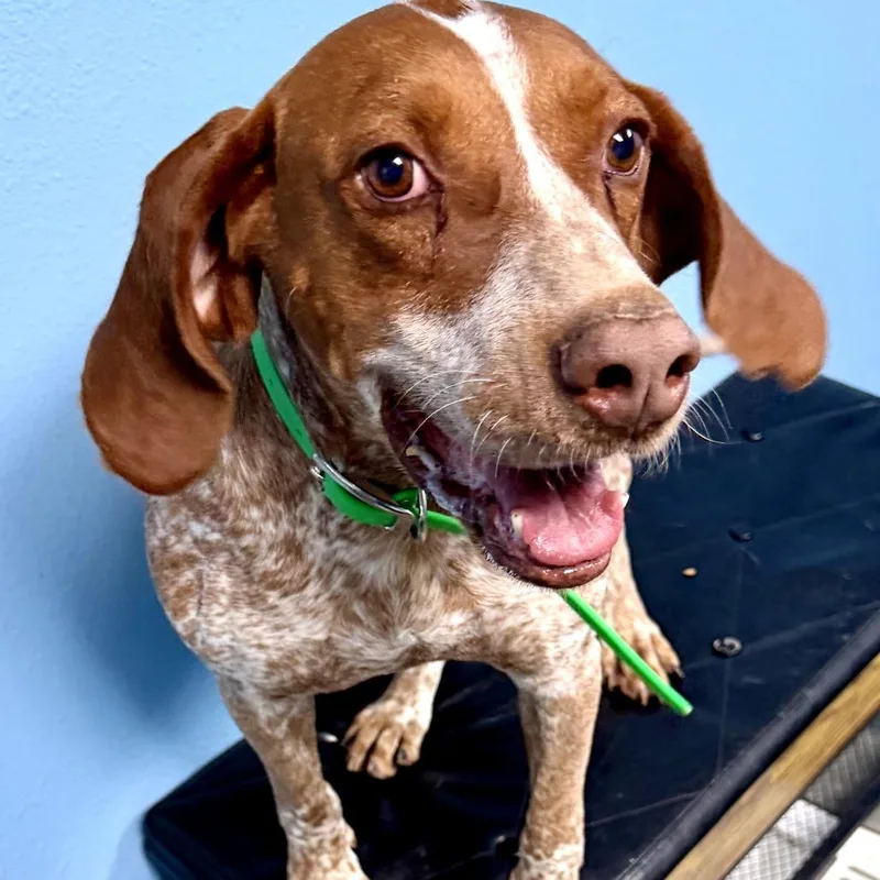 An adult large-sized male Red / Chestnut / Orange Hound dog named Gunner for adoption in Idaho Falls, ID