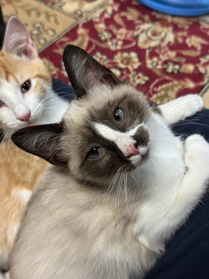 A baby medium-sized male Snowshoe cat named Chickadee for adoption in Powder Springs, GA