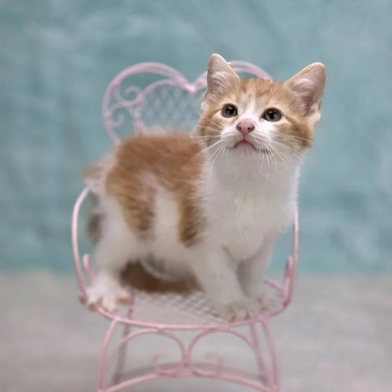 A baby small-sized male Orange / Red Domestic Short Hair cat named Nixc for adoption in East Saint Louis, IL