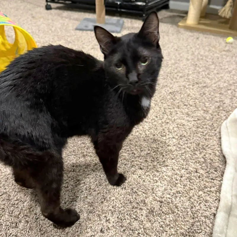 An adult medium-sized male Black Domestic Short Hair cat named Captain Hook for adoption in Sioux City, IA