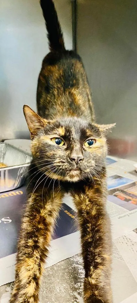 An adult large-sized female Domestic Short Hair cat named Patches for adoption in New Braunfels, TX