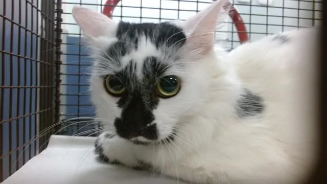 A young small-sized female Domestic Long Hair cat named Betsy for adoption in Miami, FL