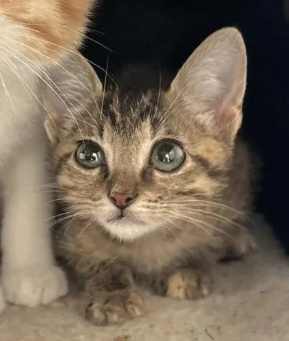 A young small-sized male Tabby (Gray / Blue / Silver) Domestic Short Hair cat named Peanut for adoption in Harlingen, TX