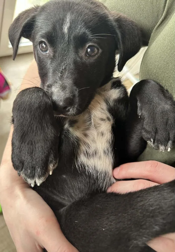 A young small-sized female Tricolor (Brown, Black, & White) Australian Cattle Dog / Blue Heeler dog named Willow Breeze for adoption in Waunakee, WI