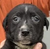 Willow Breeze thumbnail 3