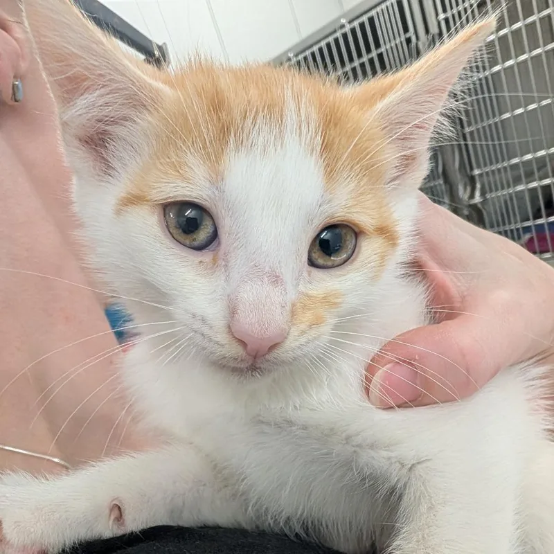 A baby small-sized female Orange / Red Domestic Short Hair cat named Reese for adoption in Winston Salem, NC
