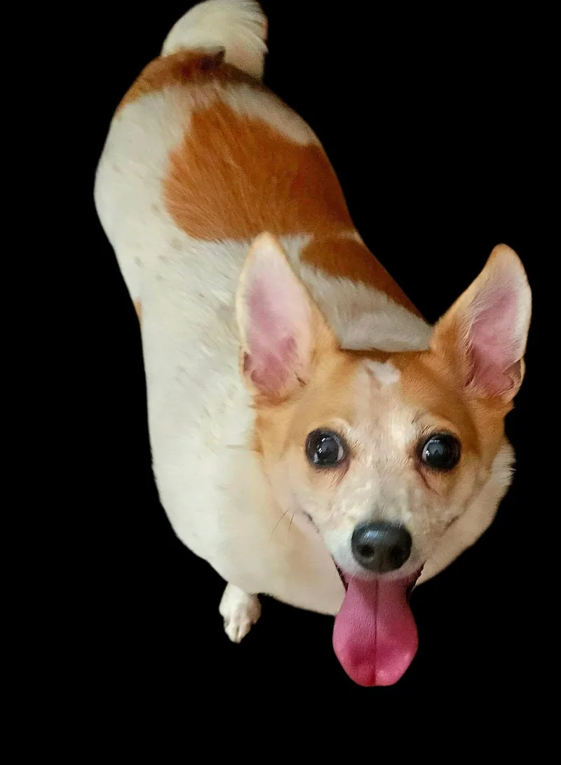 An adult small-sized female Chihuahua dog named Rhonda for adoption in Blaine, MN