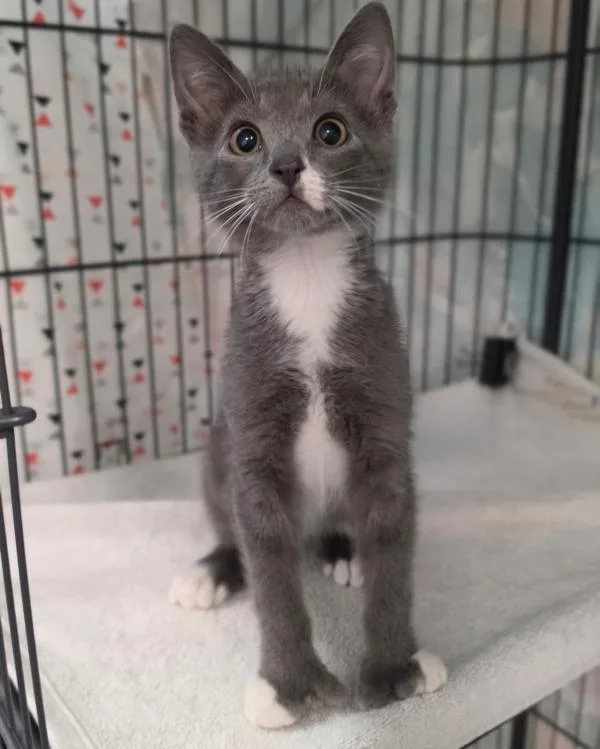 A baby small-sized male Domestic Short Hair cat named Pickpaw for adoption in Novato, CA