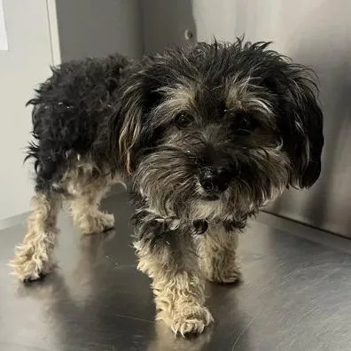Benny