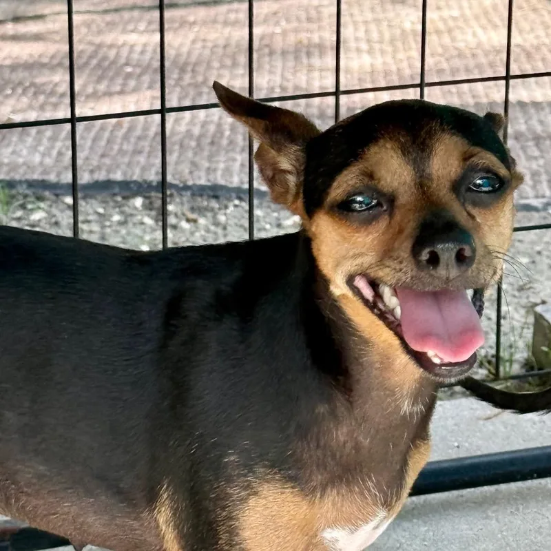 An adult small-sized female Black Chihuahua dog named Jane for adoption in North Port, FL