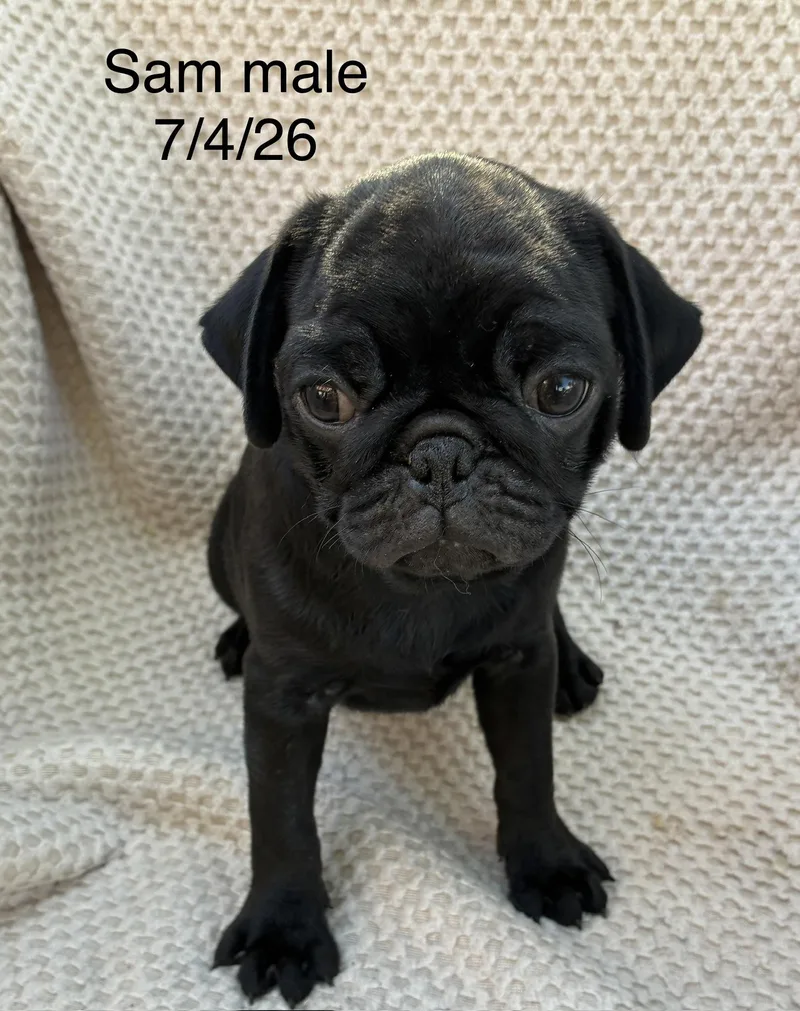 Sam